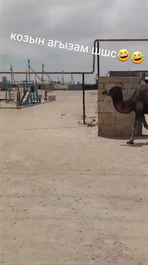 ТІРКЕЛ ҚАЙТАРАМ (@adai_balasy55)’s videos with оригинальный звук - ТІРКЕЛ ҚАЙТАРАМ