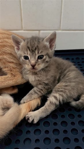 Juliet's House Animal Rescue on Instagram: "Today, we welcomed Misty and her five adorable kittens into our program! Misty, a stray, was brought in by a Good Samaritan and gave birth on December 30th. Her kittens are now 4 weeks old and weigh between 12-14 ounces. They’re a little underweight, as Misty has had a lot of mouths to feed. Nursing can be challenging in larger litters, with kittens often competing for access to the “milk bar” at the same time. We’ll be monitoring their weight gain clo