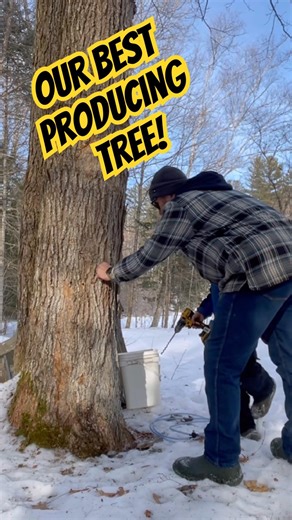 This rock maple has been our best producing tree! 🍁