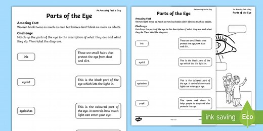 Parts of the Eye Worksheet