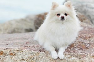 Names For White Pomeranians (141 White Dog Names)