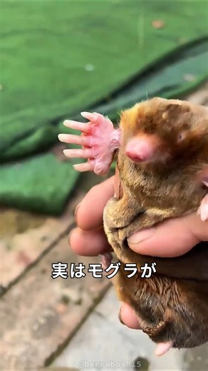 モグラが土の中でも呼吸できる方法