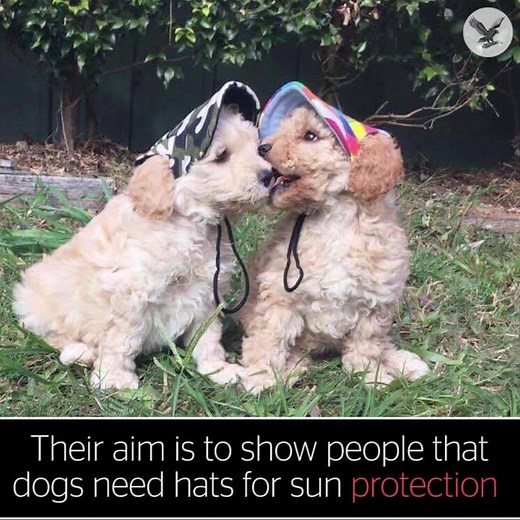 Adorable dogs wearing hats to send out an important message | The Independent