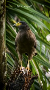 Crested serpent eagle victory shake after the hunt video ©Faisal Magnet | Eaglewatch NL