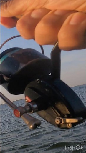 BLUE FISHING: Crazy Bluefish Bite Off #bluefishing #bluefish #saltwaterfishing #crazyfishing #blue