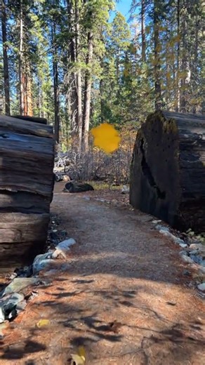 Sequoia National Park 🌲 Walking Meditation | Deep Calm Nature & Relaxation 🏔️ California