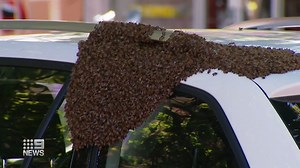 96K views · 693 reactions | Thousands of bees have created a headache for a woman at an Adelaide cafe strip, the bees swarming on her car. The car park soon became an even busier hive of activity, a beekeeper called in to safely remove them. #9News | Nightly at 6pm | 9 News Adelaide | Facebook