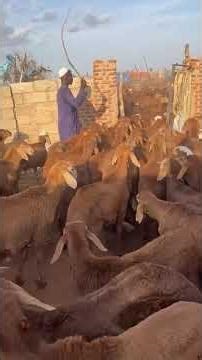 😍🐑 The sheep export market in El Obeid! The pride of Sudanese livestock 🇸🇩🔥