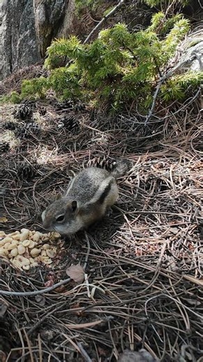 Adorable Chipmunks in the Wild