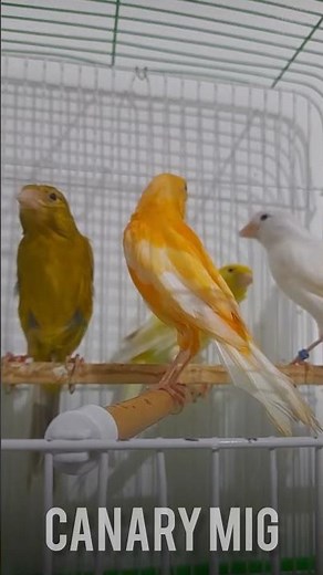 A nice variety of canaries 🪶✨