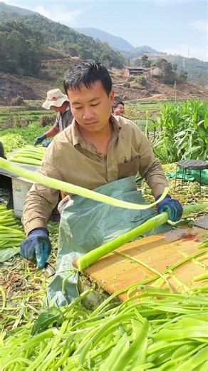 The Secret Art of Gongcai vs. Lettuce: Unveiling the Sun-Drying Technique