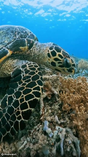 Nature’s Spectacular Animal Growth in Seconds! #animals #animaljourney #beautifulnature