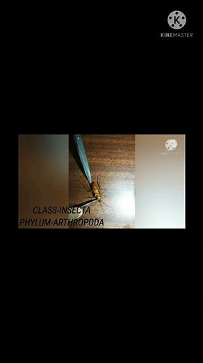 Cockroach Dissection. WITH NCERT Diagram.....