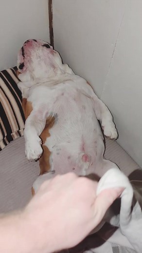 Pablo the Bulldog's Own Space | English Bulldog Sleeping Habits
