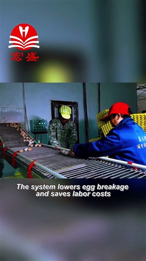 Automatic Egg Collection in Action #PoultryFarm #EggProduction #FarmEquipment #SmartFarm #fyp