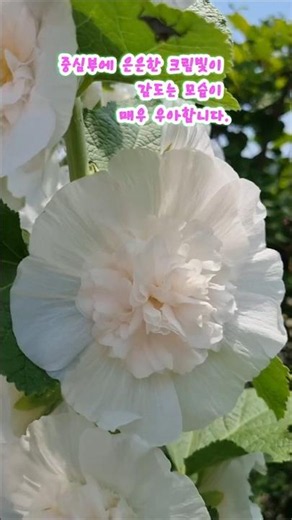 크림빛이도는 흰색 겹접시꽃 #겹접시꽃 #정원 #꽃쇼츠 #가드닝 # #힐링영상#화단