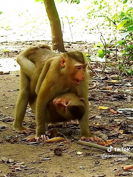 monkeyshowtv នៅលើ TikTok