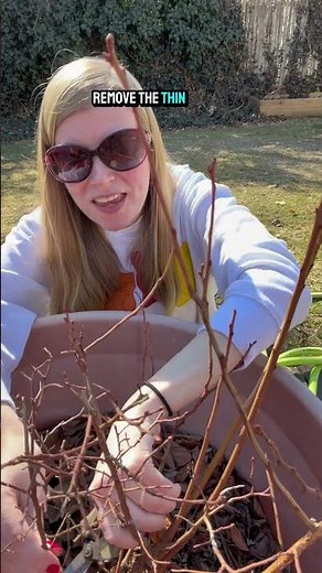 Common Blueberry Pruning Mistake