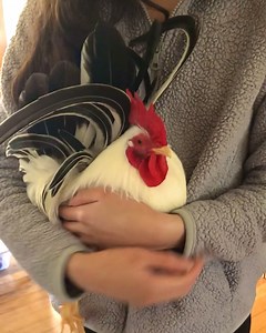Cute rooster is sprinting into the arms of his favorite human🤗🥰 | Animal Lovers
