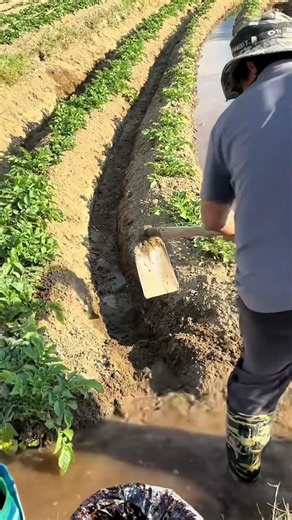 Manual Trench Furrow Irrigation Hack 🌊🚜 #shorts