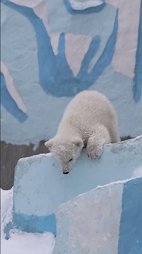 A polar bear cub playing in the snow