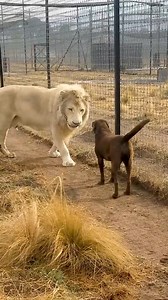 56K views · 139 reactions | Giant white lion meets dog for the first time #cuteanimals #animallovers #wildanimals #naturelovers #lion #dog #doglover | Nature Geography | Facebook
