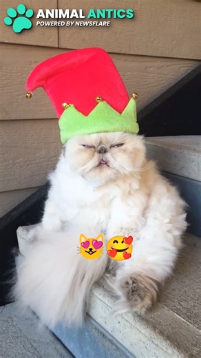 These are the funniest cats of 2025 🐱 | Animal Antics