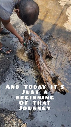 Driftwood Making Part 1: How I Clean Wild Wood for Aquarium