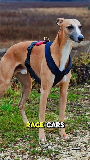 The Fastest Dog in the World