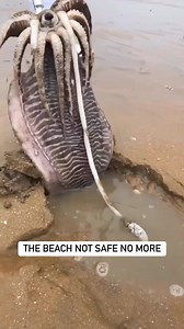 22K views · 4.7K reactions | The beach is not safe anymore. #wtf #wtfisthat #omg #wildanimals #animals #creatures #scary | Jess Jaron | Facebook