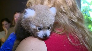 Red Panda Cubs Get Their Checkups at the Denver Zoo