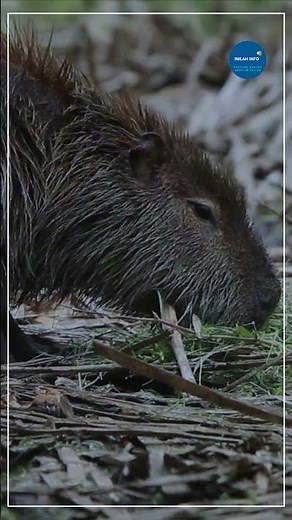 The Capybara A Story of Beauty, Diversity, and Resilience #shorts #capybara #animalsvideo