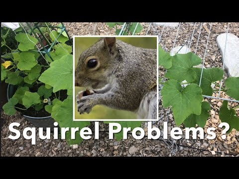 3 Hacks to keep squirrels, possums, raccoons and skunks out of your garden