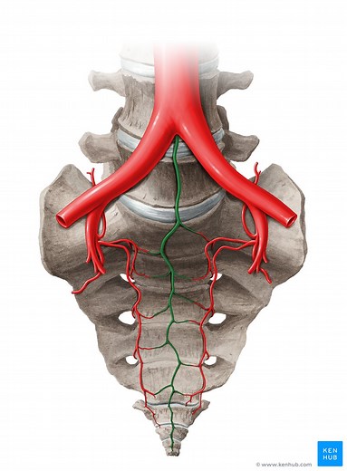 Median sacral artery