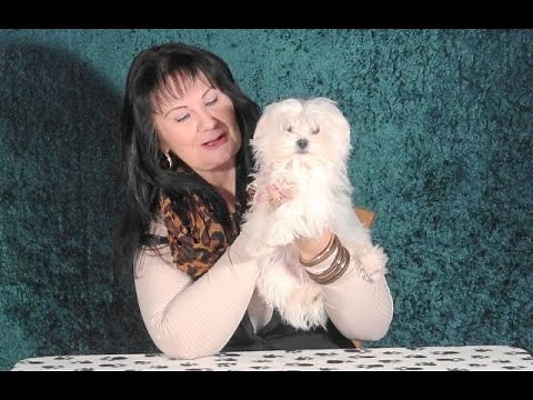 Mini Malteser im Vergleich mit Midi Malteser www.welpenvermittlung-hunde.at