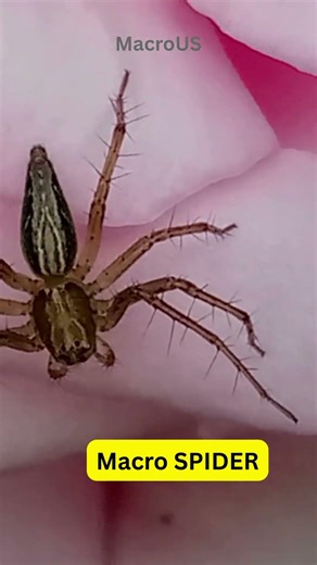 Magnified View of Spider on a Flower 🔍 #shorts #spider #closeup