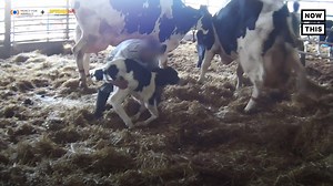 1.5M views · 9K reactions | California’s dairy farms famously advertised their ‘happy cows' — but this drone footage tells a very different story | NowThis Impact | Facebook