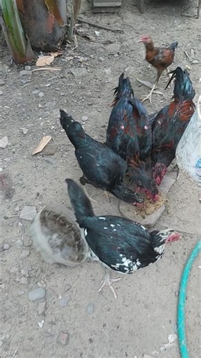 Ayam Bangkok #aduan #ayam #bangkok #chicken #animals #ngronggot #nganjuk