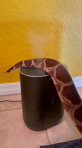 810K views · 1.8K reactions | This humidifier has a slot to insert scents you want diffused in the room. I don’t use it because I know reptiles can be sensitive to smells and essential oils. However, I did not think that would be an invitation for Cleo to diffuse her cloaca over the humidifier instead.  #petparent #lol #snakekeeper #diffuser #homedecor #snakes #funny #reptilekeeper #animallovers | Herpin Hippie | Facebook