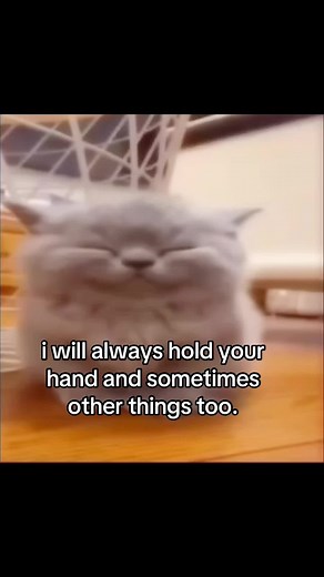 Playful Cats and Their Adorable Handholding Moments