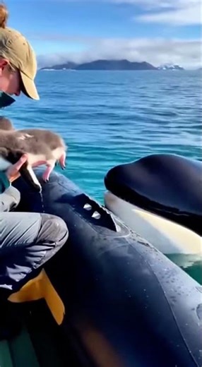 Incredibly Lucky Moment: An Orca Saves a Baby Penguin and Brings It to a Boat #orca #penguin