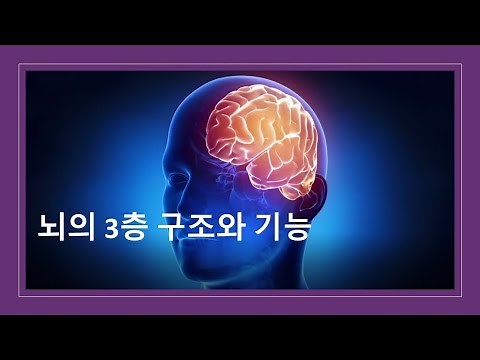 뇌의 3층 구조와 기능