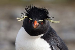 Rockhopper penguin - Alchetron, The Free Social Encyclopedia
