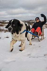 7.8K views · 132 reactions | This Dog Is a Walking Engine of Strength! #newfoundland | Doggy Discovery | Facebook