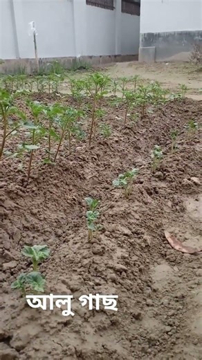 আলু গাছ #funnyvideo #funny #treevideo #tree #funnytreevideo #funnytree #nicee #hiphop