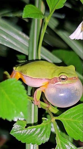 The Amazing Sound of a Green Tree Frog