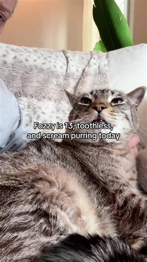 Adorable Toothless Senior Cat Fozzy's Purring Moments