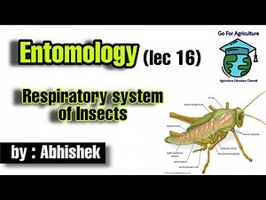 Respiratory system of Insects • Entomology lec 16 • Go For Agriculture Education • #bhu #icar #ibps