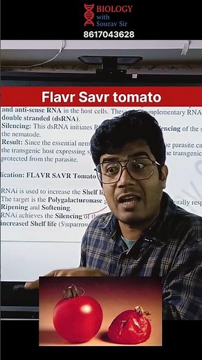 World’s First GM Tomato!