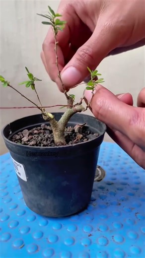 DIY bonsai wire for micro bonsai #bonsai #garden #plants #diy #tree #craft #nature